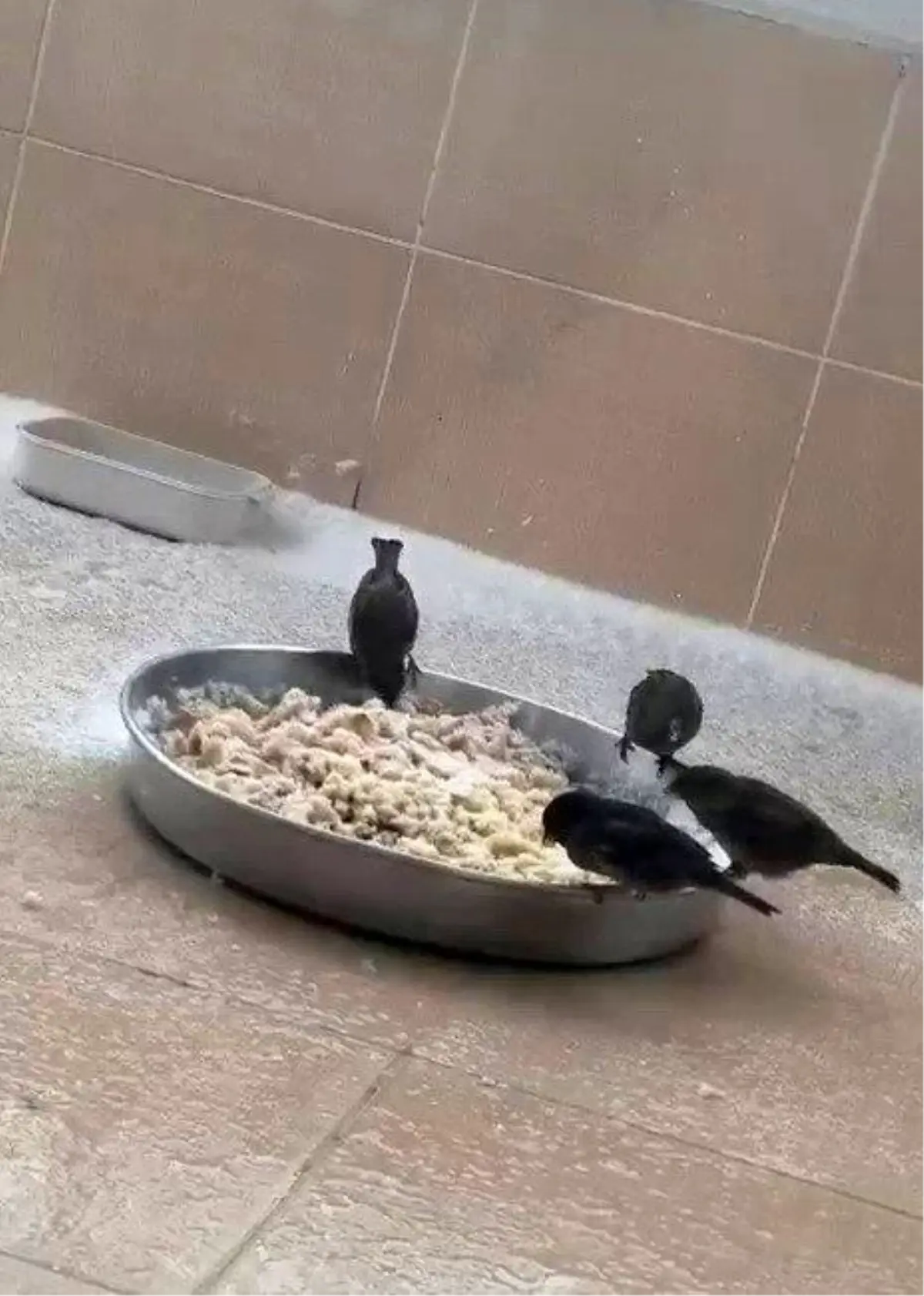 Adıyaman\'da Sokak Hayvanlarına Yardım Seferberliği