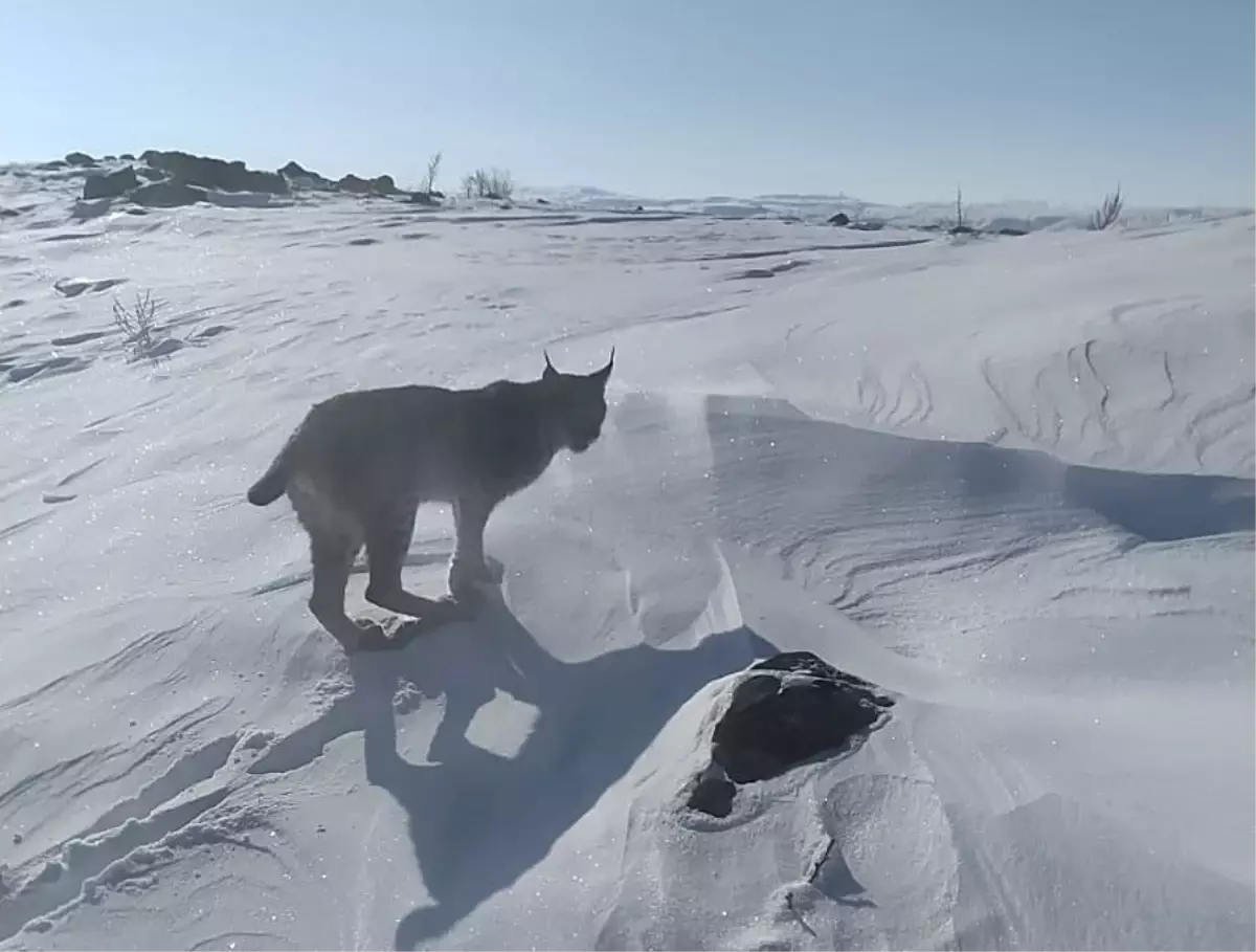 Vaşak İle Karşılaşma Anı