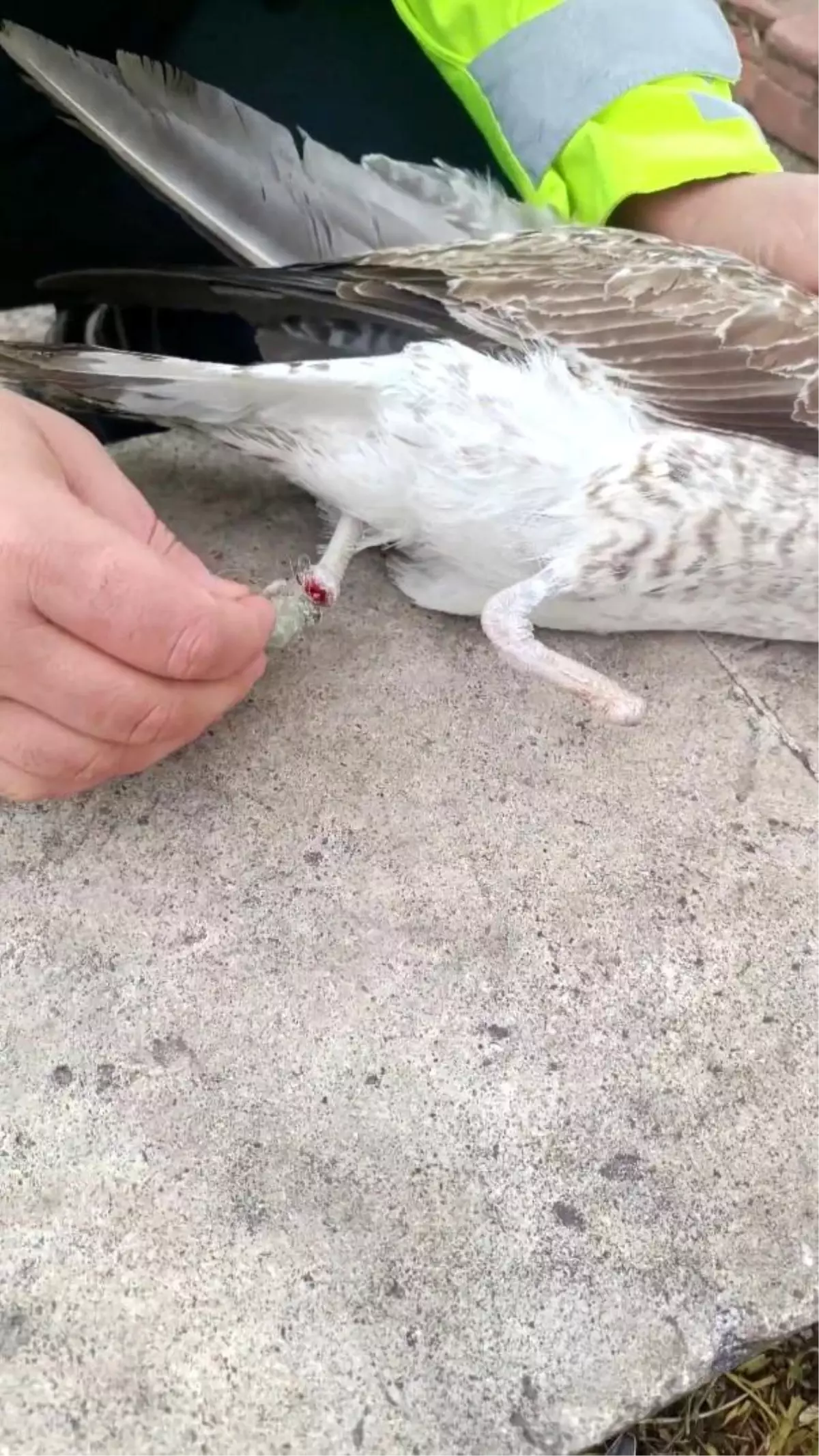 Pendik\'te Kurtarılan Martı Sevindirdi