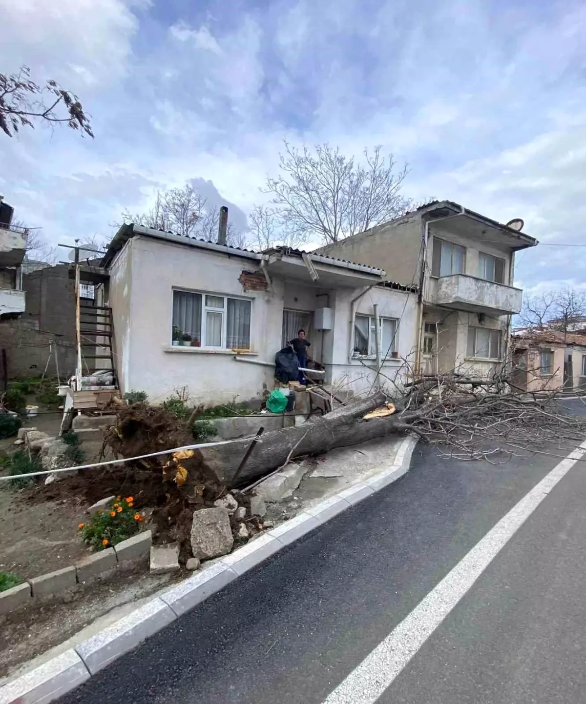 Gelibolu\'da Lodos Fırtınası Ağaç Devirdi