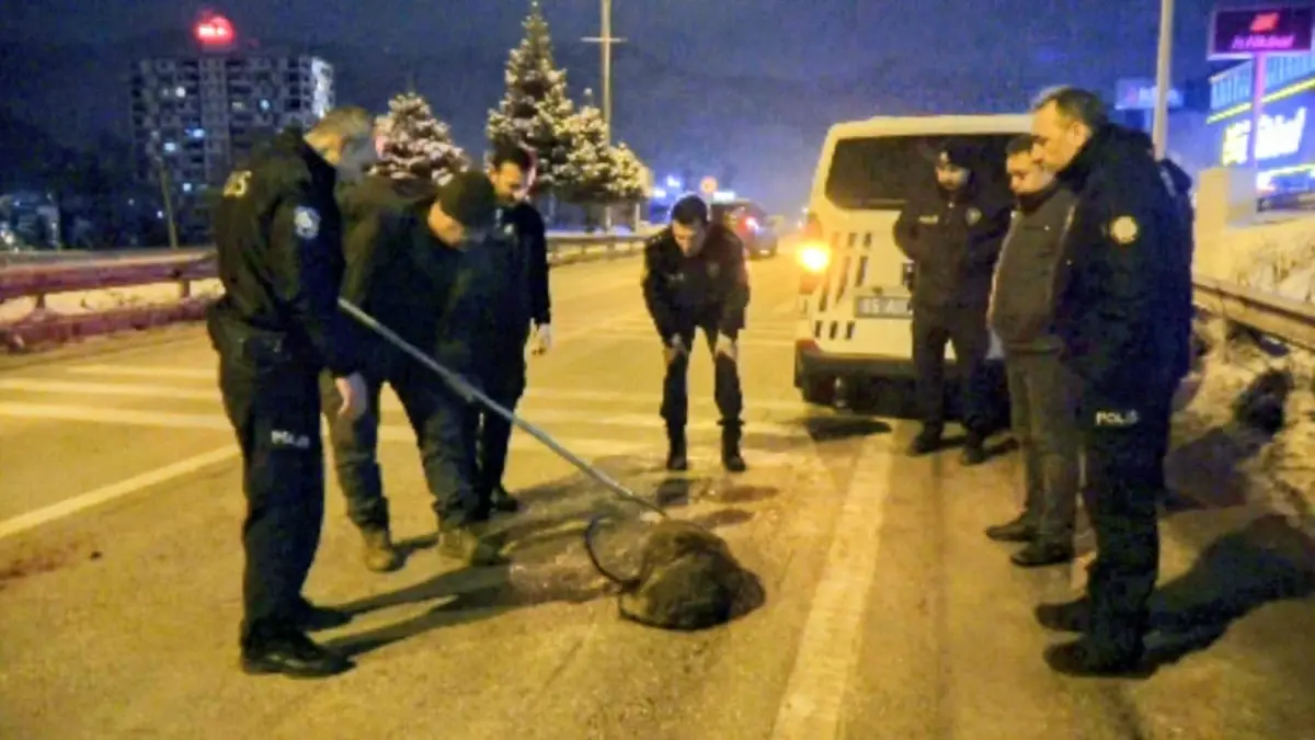 Yavru Kurt Tedavi Altına Alındı