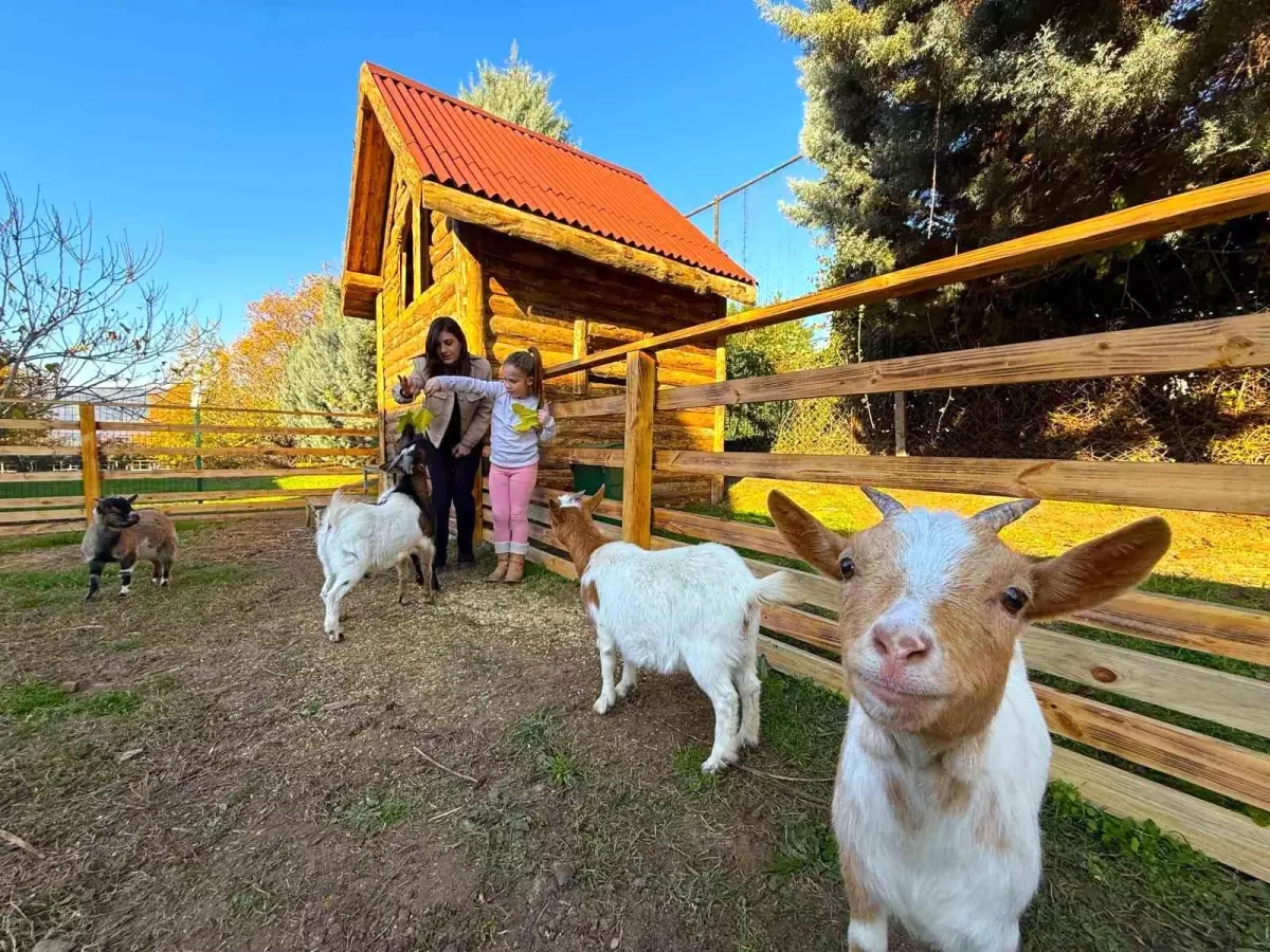 Hayvan Terapisiyle Özel Eğitimde Devrim
