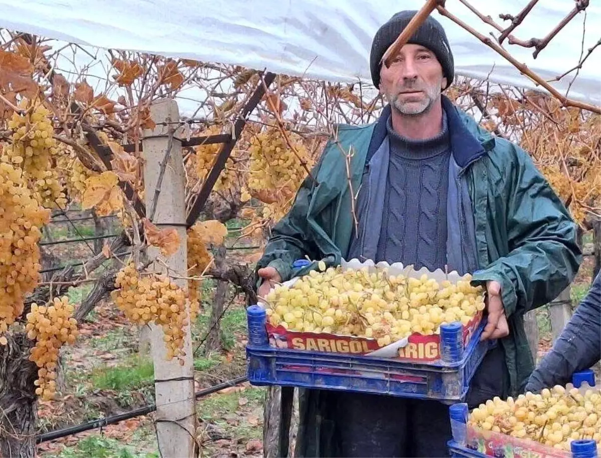 Sarıgöl\'de Yeni Yılda Taze Üzüm Hasadı