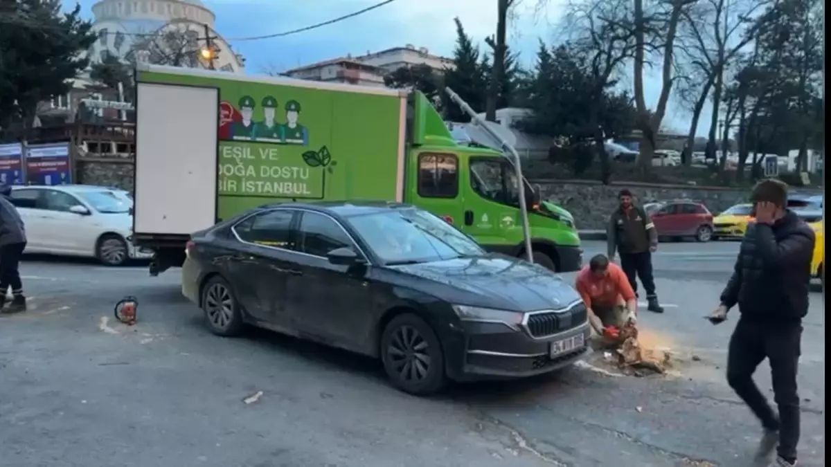 Sarıyer\'de lodos dehşeti: Dev çınar otomobili ezdi, diğer araç saniyelerle kurtuldu