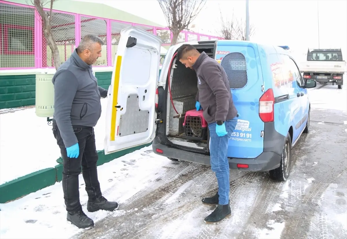 Sokak Hayvanlarına 4 Bin 300 Yardım