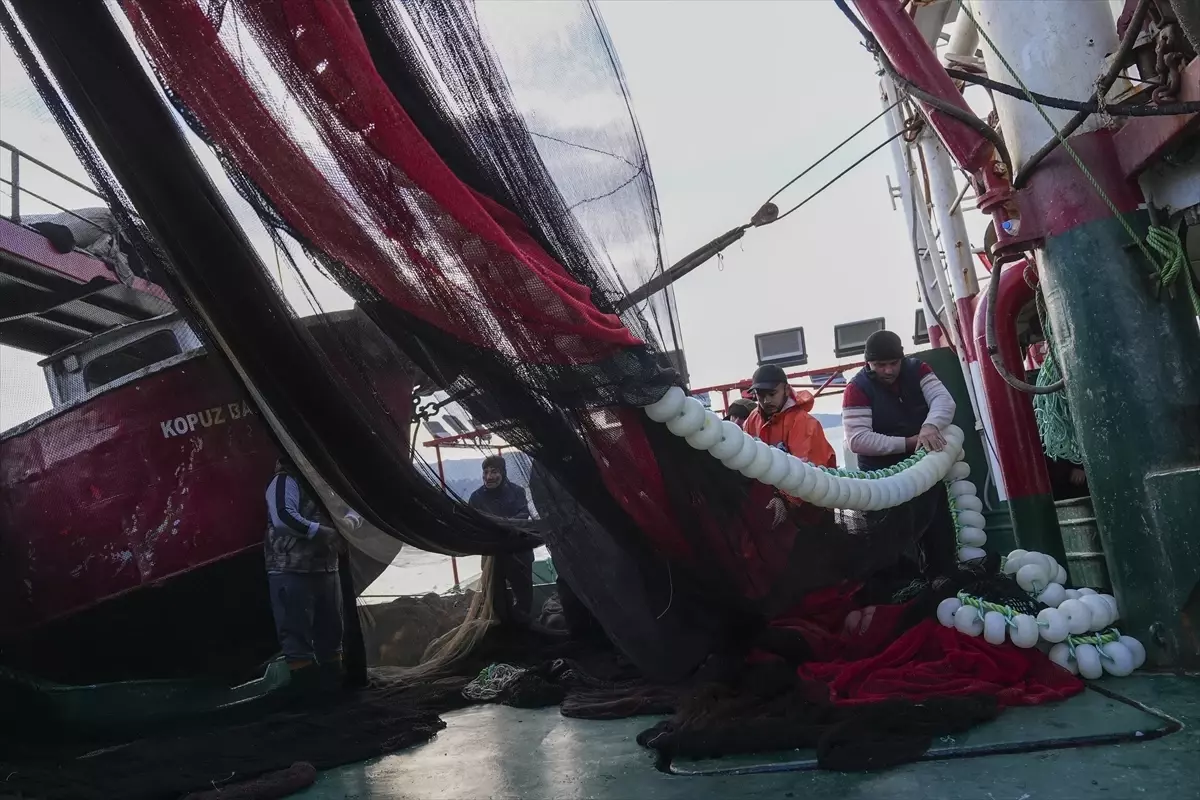 Balıkçılara Hamsi ve Sardalya Bereketi