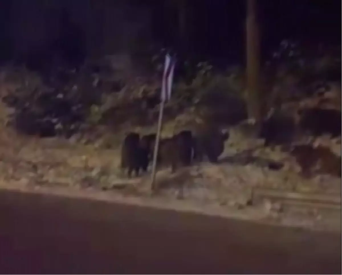 Yaban Domuzları Amasya\'da Görüntülendi