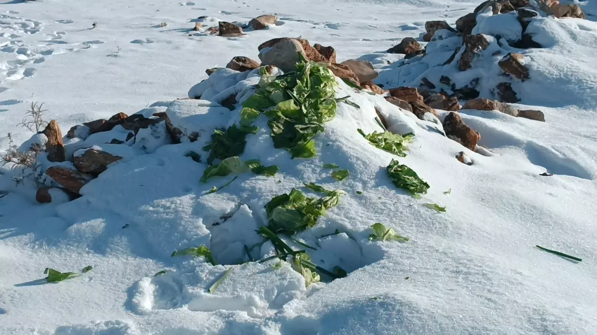 Batman\'da Yaban Hayvanlarına Yem Bırakıldı