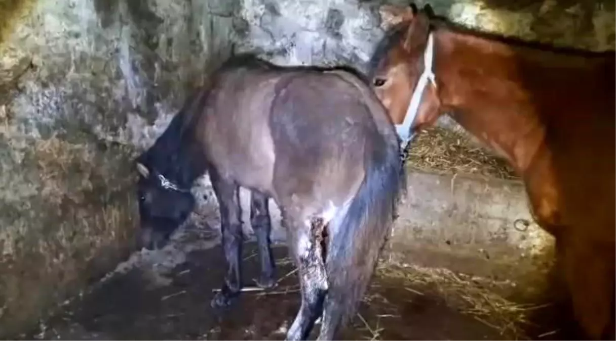 Kars\'ta 15 atı ayaklarından vurdular