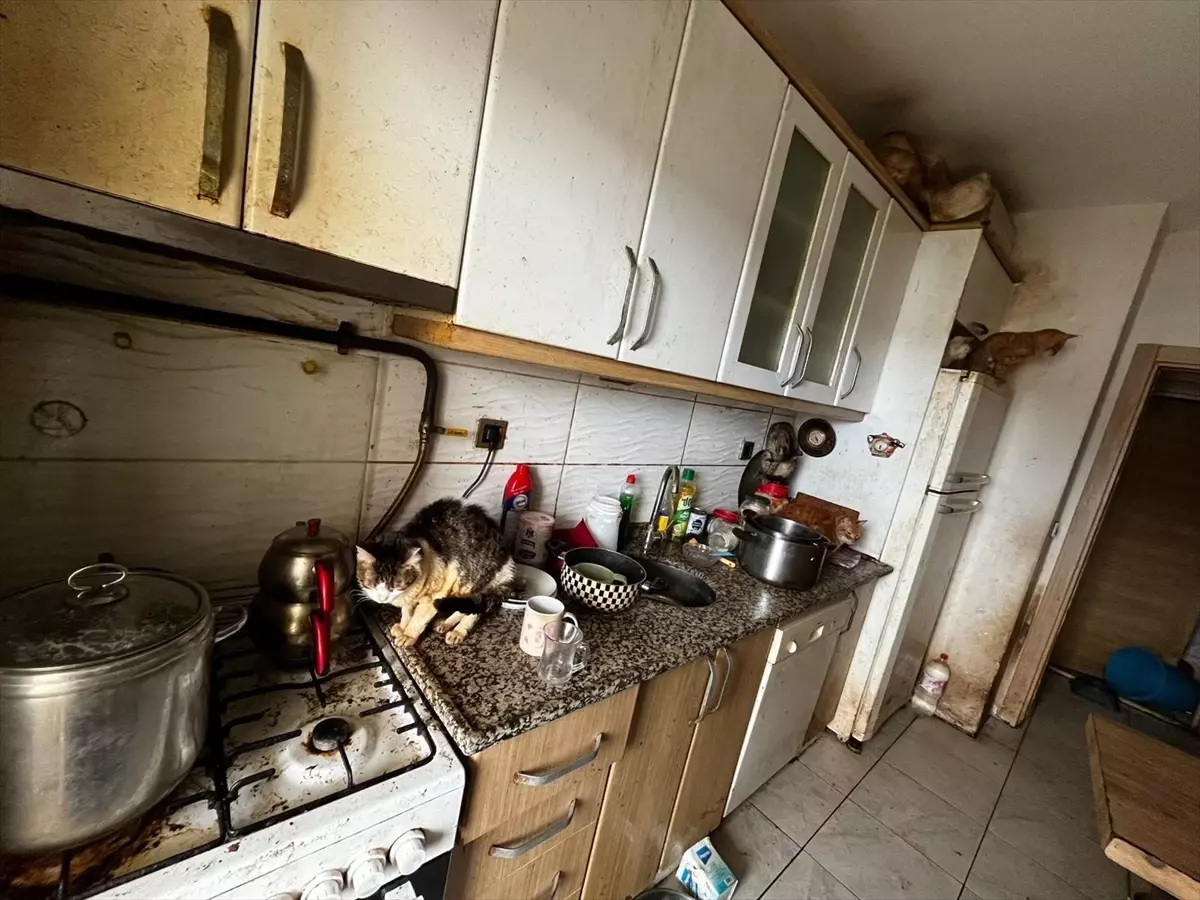 Kandıra\'da 55 Hayvan Kurtarıldı