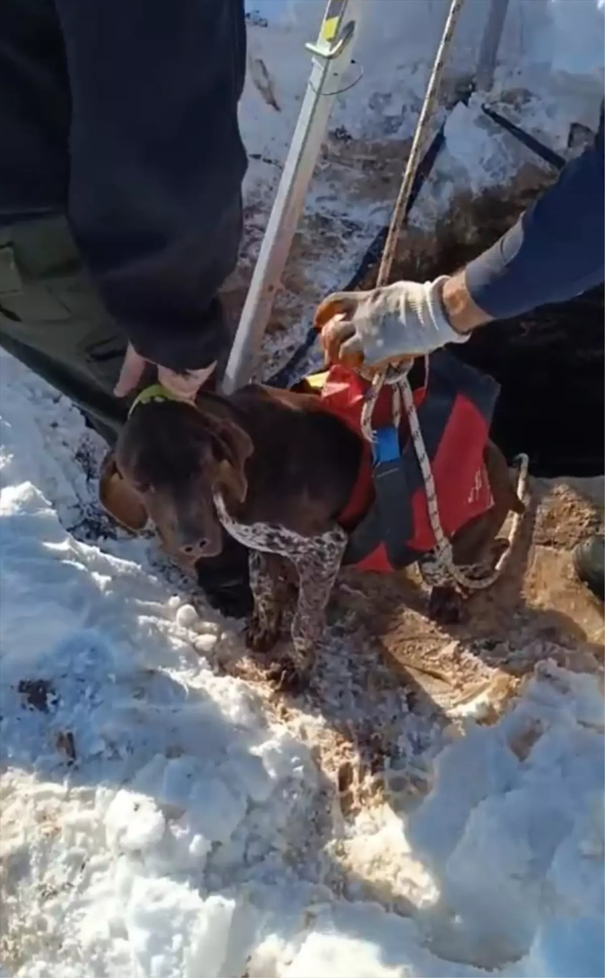 Kuyuya Düşen Köpek İtfaiye Tarafından Kurtarıldı