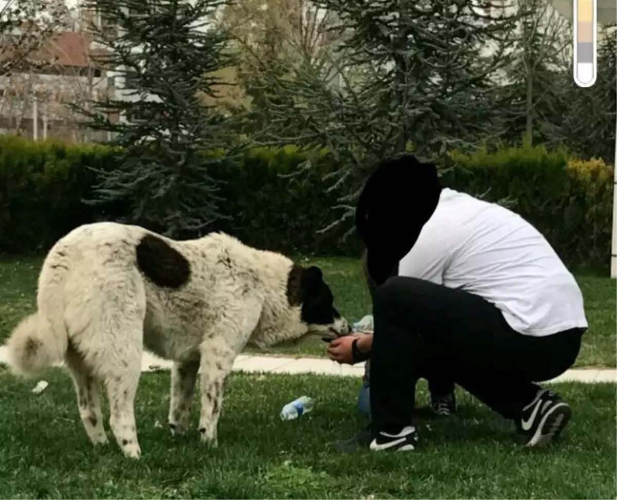 Sokak Köpeği \'Matmazel\' Darbedilerek Öldürüldü