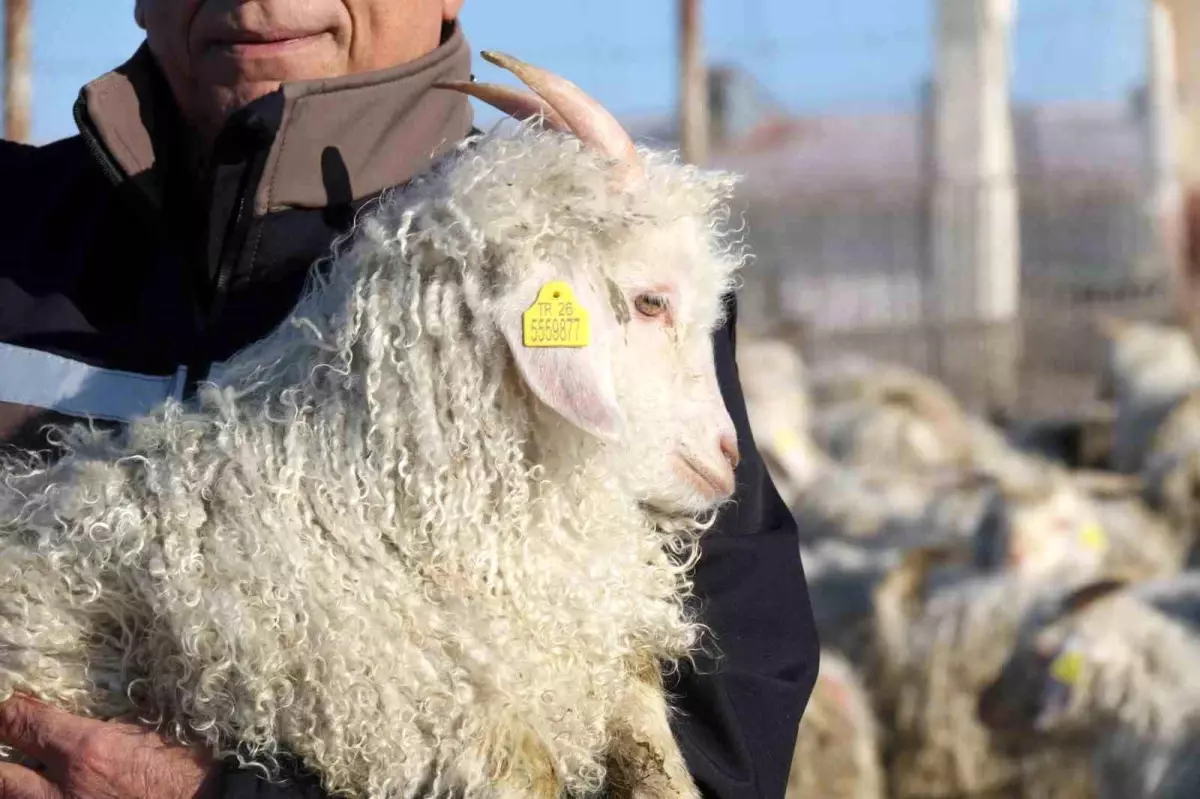 Ankara Keçileri Kış Bakımında