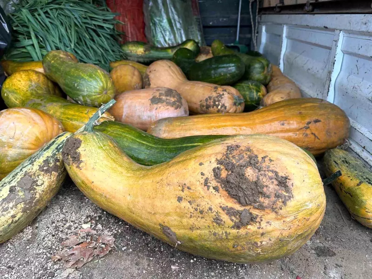 Osmangazi\'de 30 kilogramlık Kıbrıs bal kabağı yetiştirildi