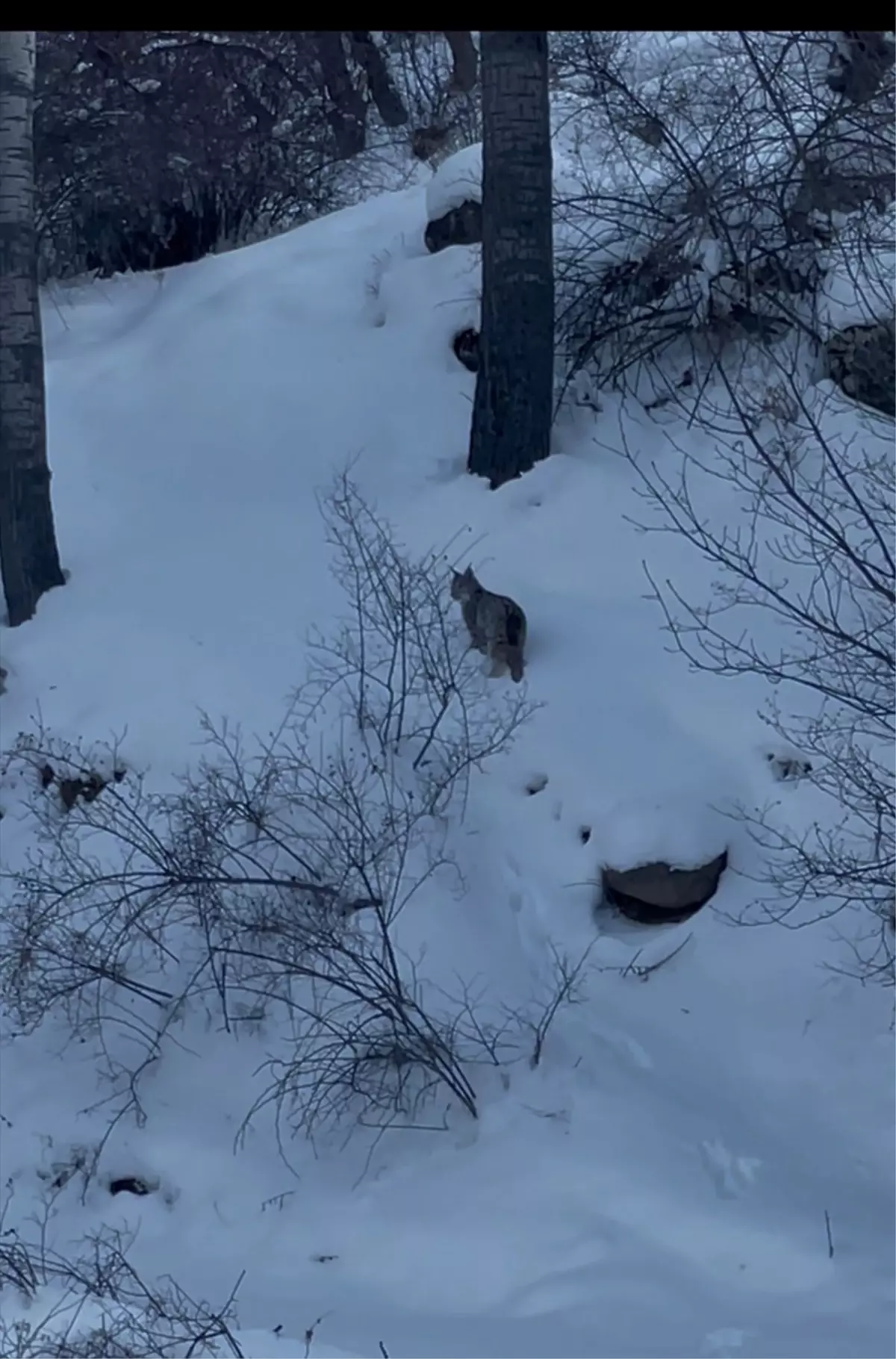 Sivas\'ta Vaşak Yiyecek Ararken Görüntülendi