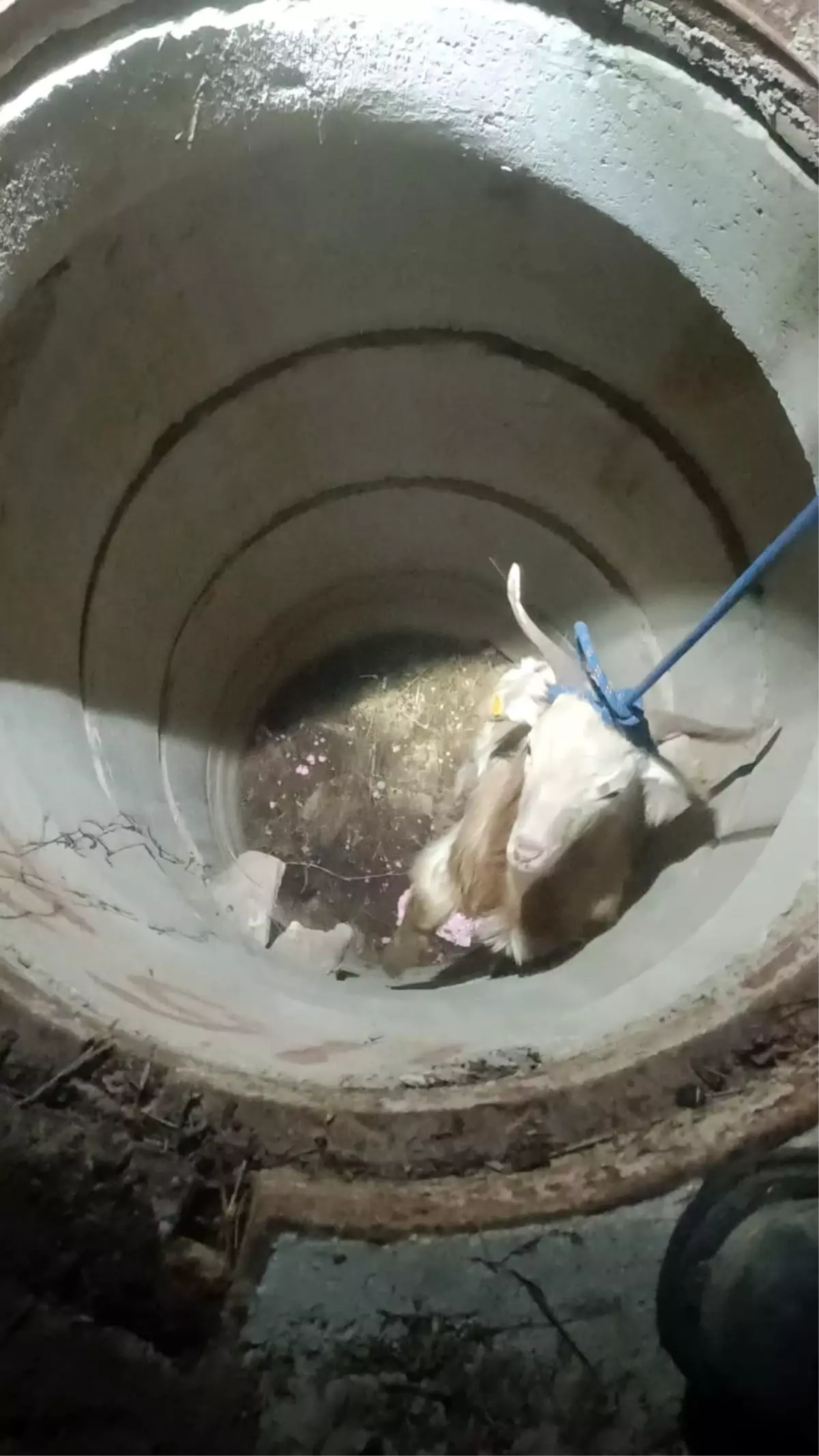 Su kuyusunda mahsur kalan keçiyi itfaiye kurtardı