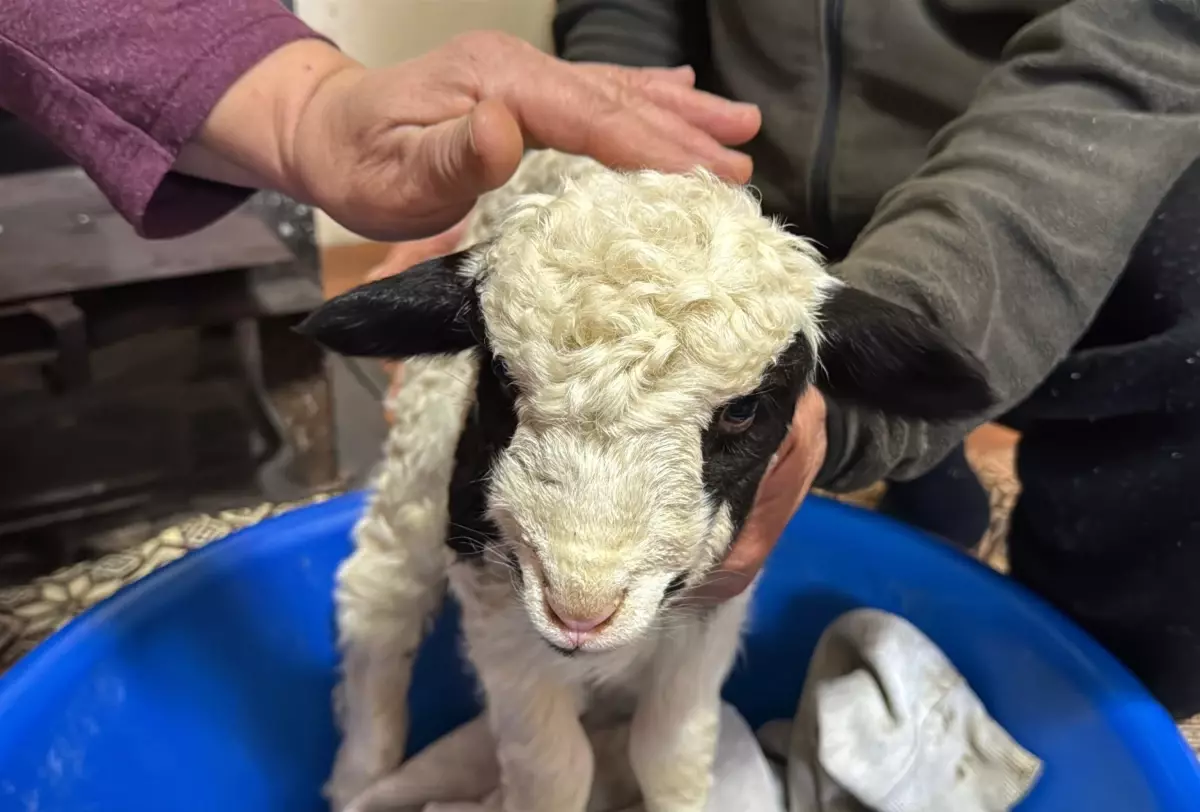 Kuzu Kıvırcık\'a Bebek Gibi Bakılıyor