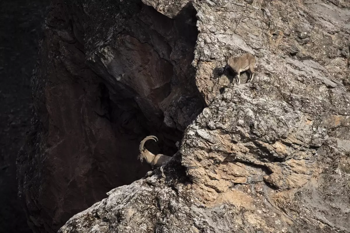 Tunceli\'nin Yaban Keçileri Belgeselcileri Büyülüyor