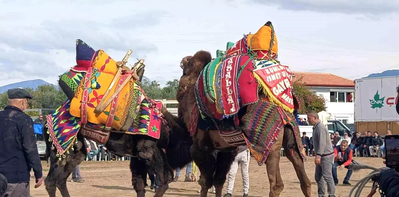 Şap Hastalığı Deve Güreşlerini Vurdu