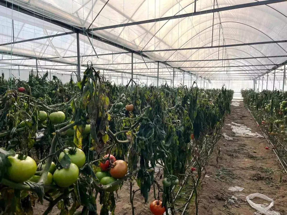 Kütahya\'da Soğuklar Seralarda Don Zararı Yüzünden İnceleme Başlatıldı