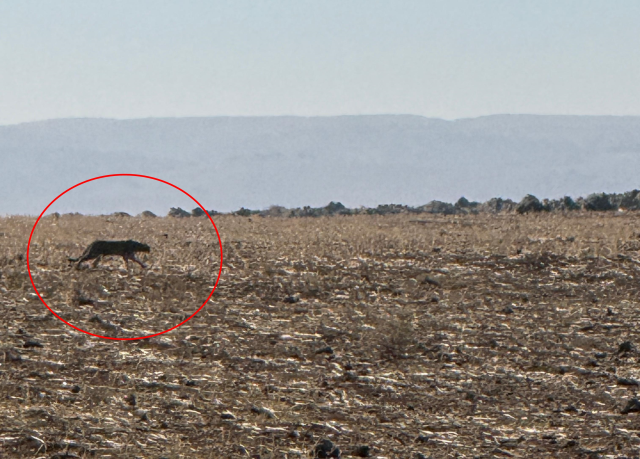 Türkiye'nin en zor görülen hayvanı! Bu kez Şırnak'ta görüntülendi