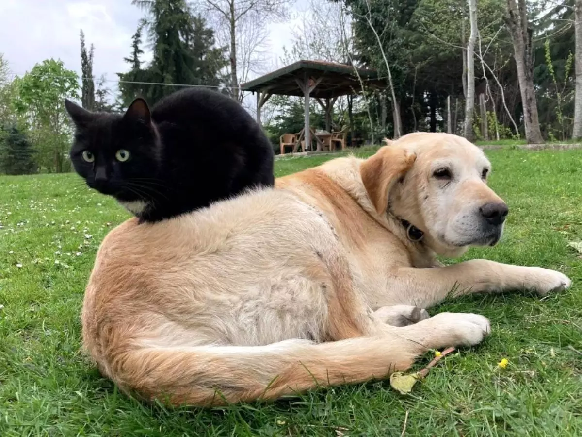 Düzce\'den Kedi-Köpek Maması İhracatı 1574 Tonu Geçti