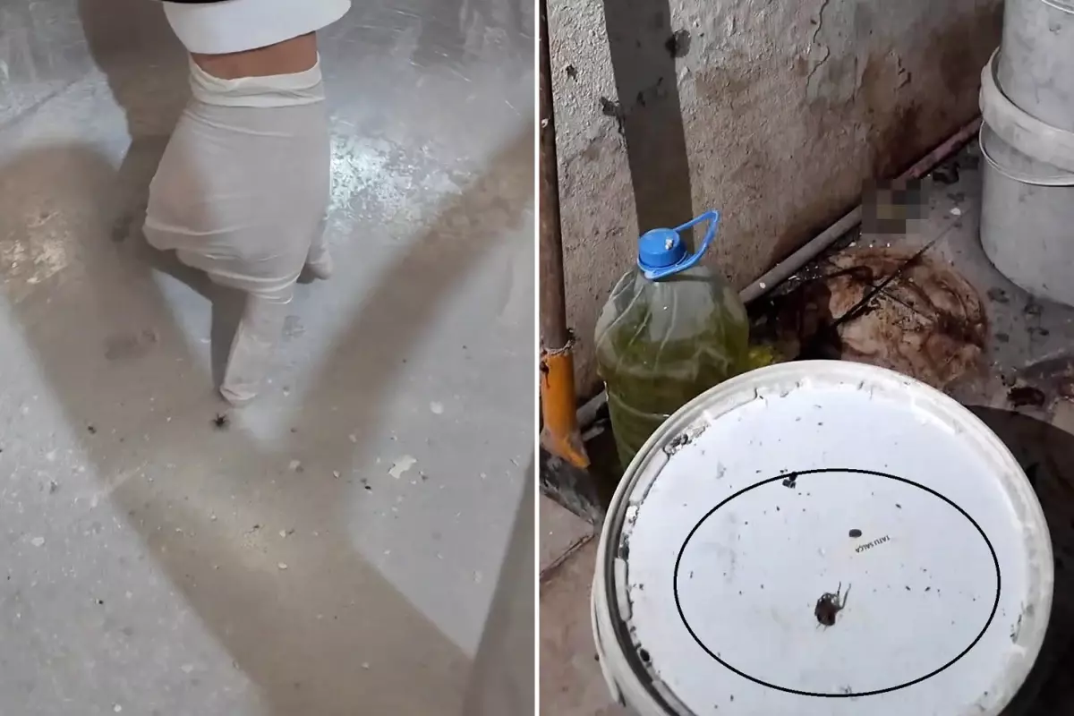 Fırındaki görüntüler mide bulandırdı: Yılan çıkacak diye korkuyorum