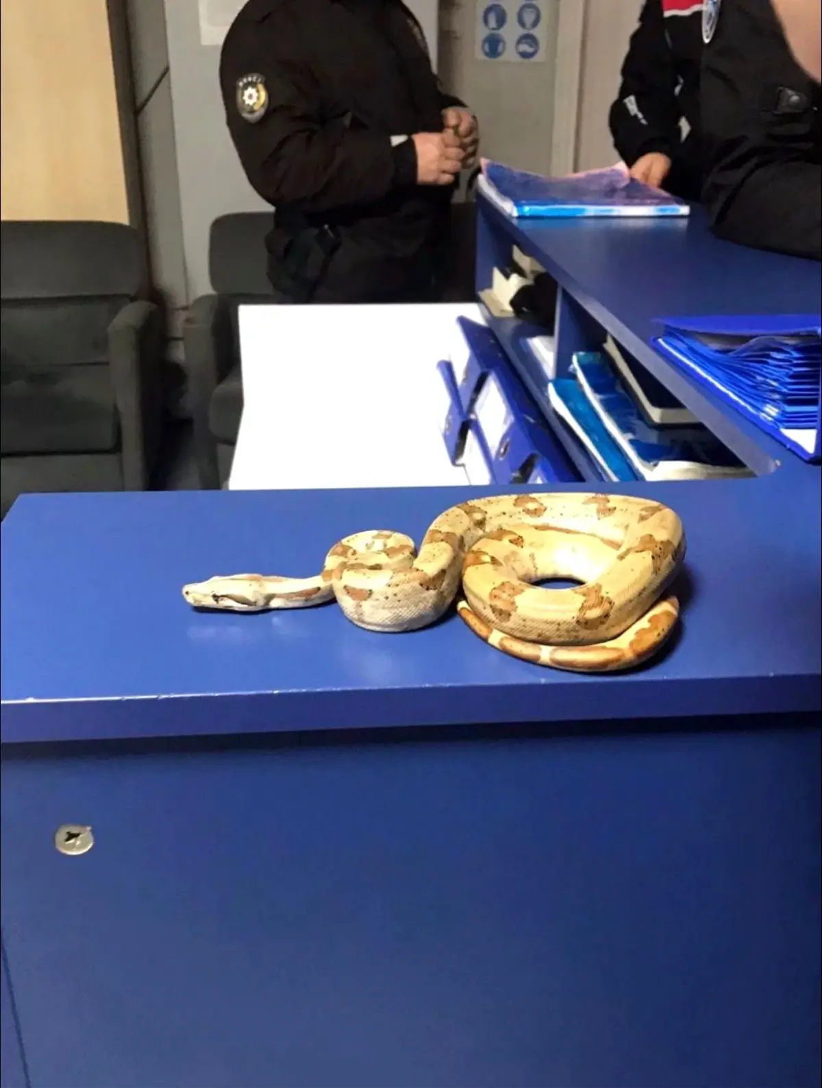 Yılanla Kafede Dolaşan Şahıs Cezalandırıldı