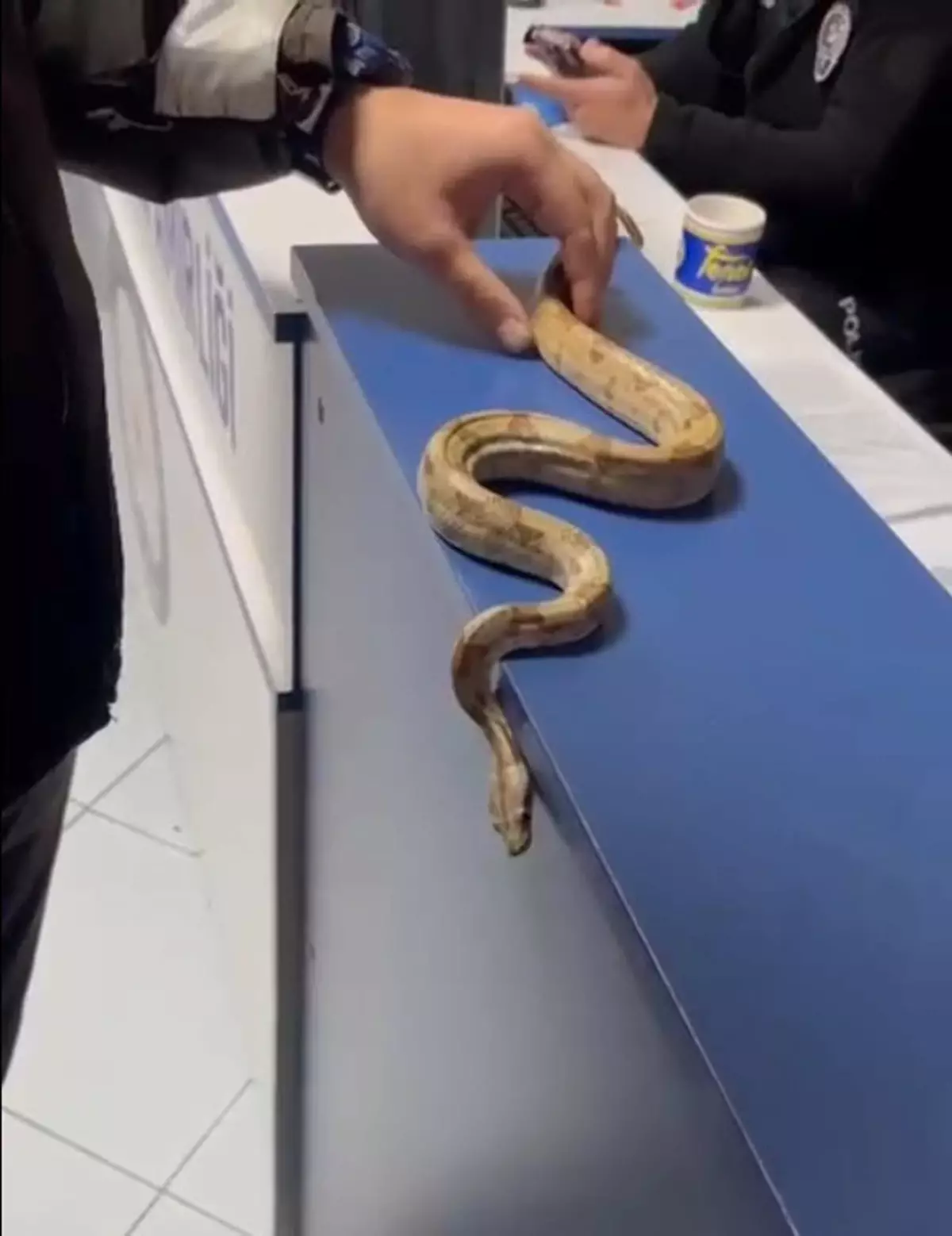 Mısır Yılanı ile Gezen Kişiye Cezası Kesildi