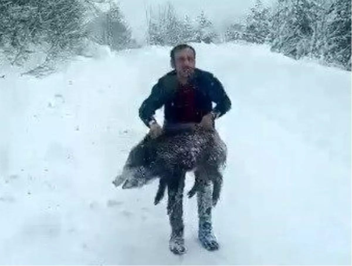 Yaban domuzunu çıplak elle yakalayan adam: Kimseye tavsiye etmem