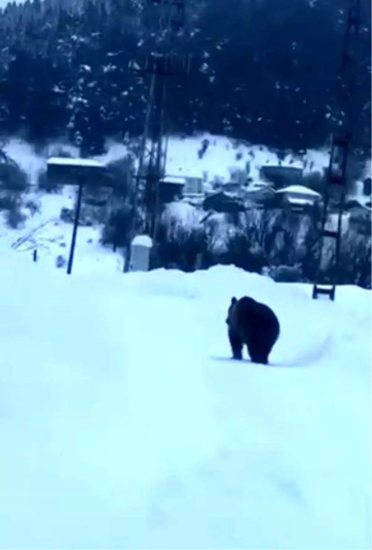 Kış Uykusuna Yatamayan Bozayı İlçe Merkezine İndi