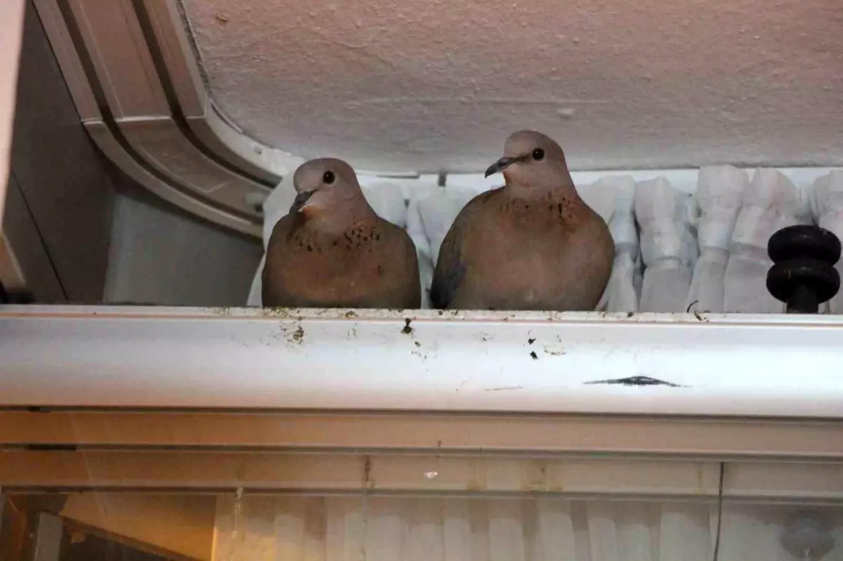 Amasya\'da Kumru Misafiri