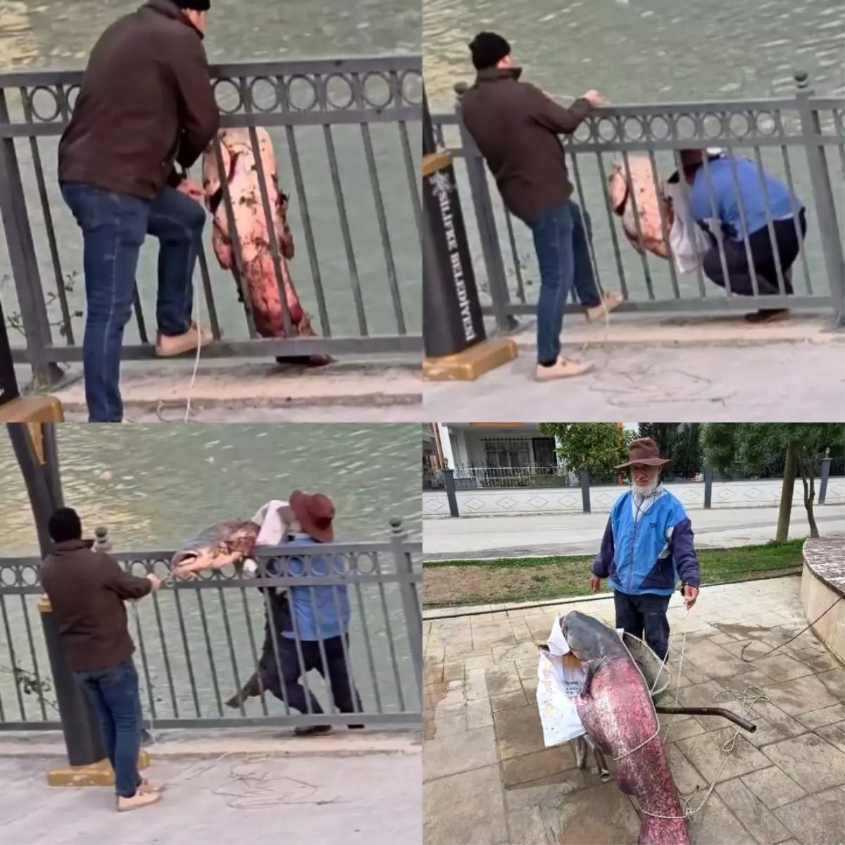 Mersin\'de Dev Yayın Balığı Yakalandı