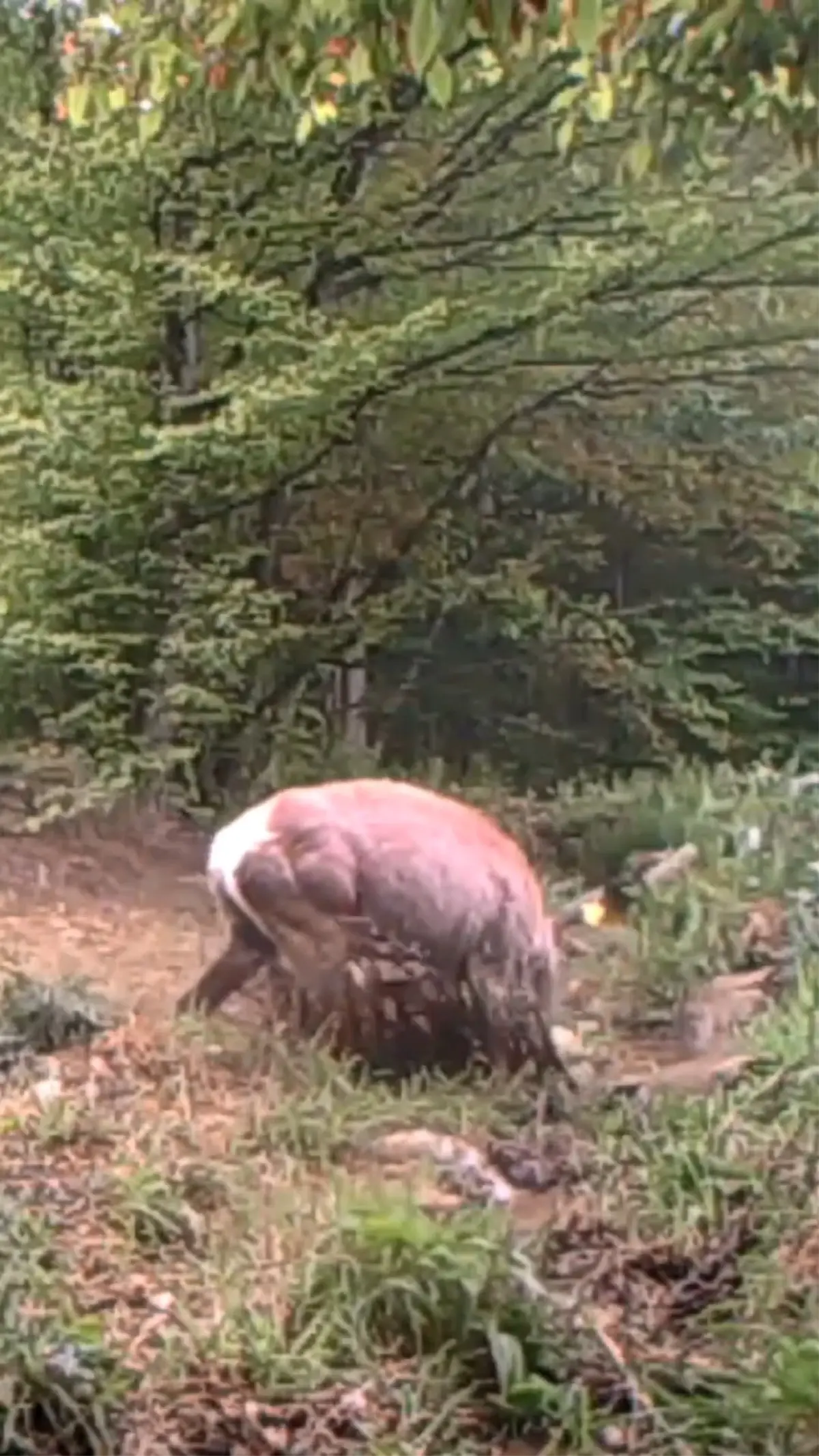 Kocaeli\'de Geyiğin Su Keyfi