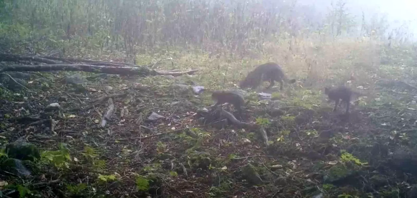 Uludağ\'da Yaban Kedisi ve Yavruları Görüntülendi