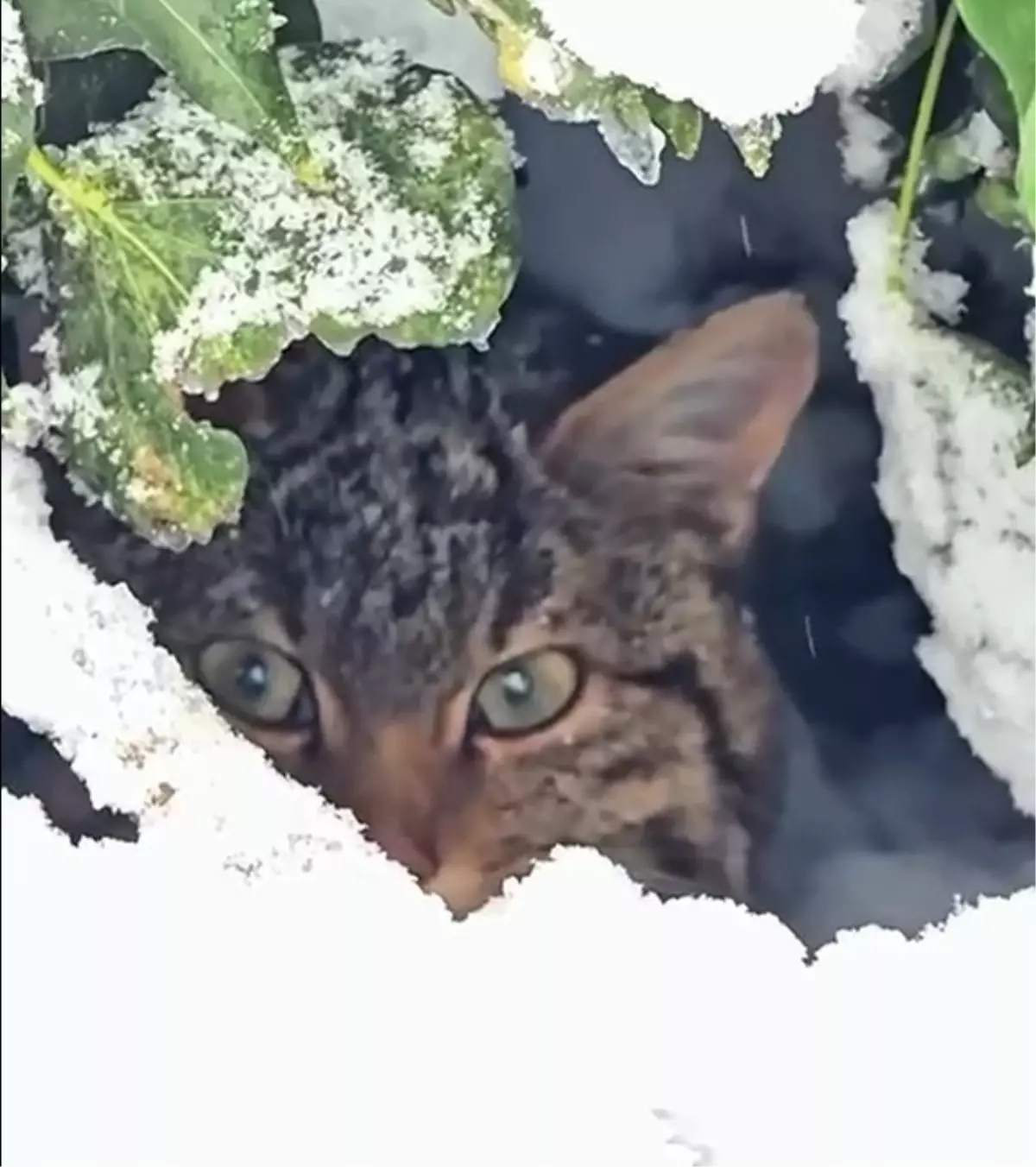 Bolu\'da Nadir Yaban Kedisi Görüntülendi