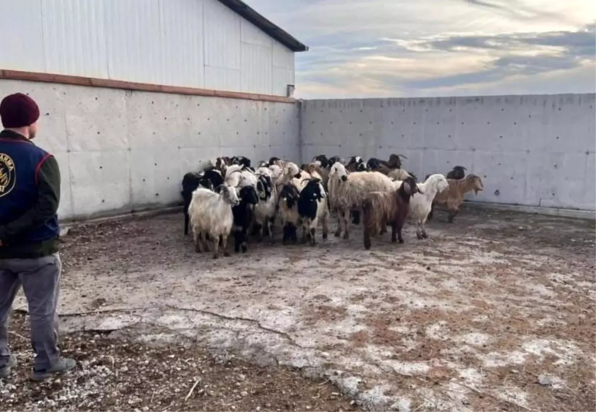 Ilgın\'da Çalınan 48 Koyun Bulundu