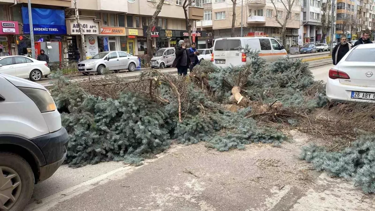 Eskişehir\'de fırtına sebebiyle ağaçlar devrildi