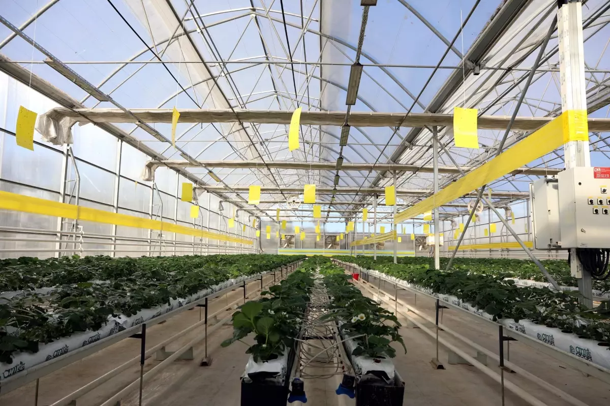 Gaziantep\'ten Enerji Üretimi: 40 Bin Konutun İhtiyacı Karşılanıyor