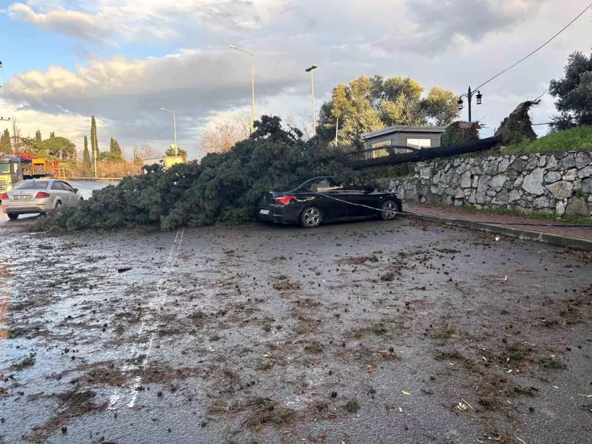 Fırtına, İki Araca Ağaç Devrildi