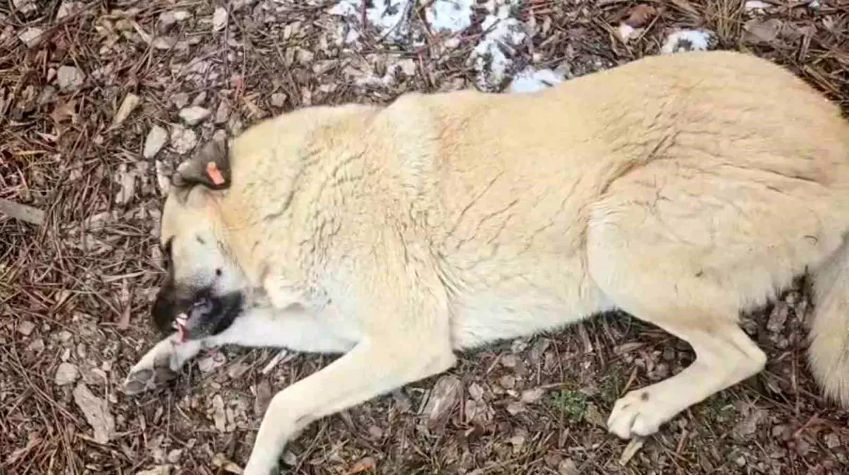 Hayvansever kadın ile belediye personeli arasında köpek tartışması