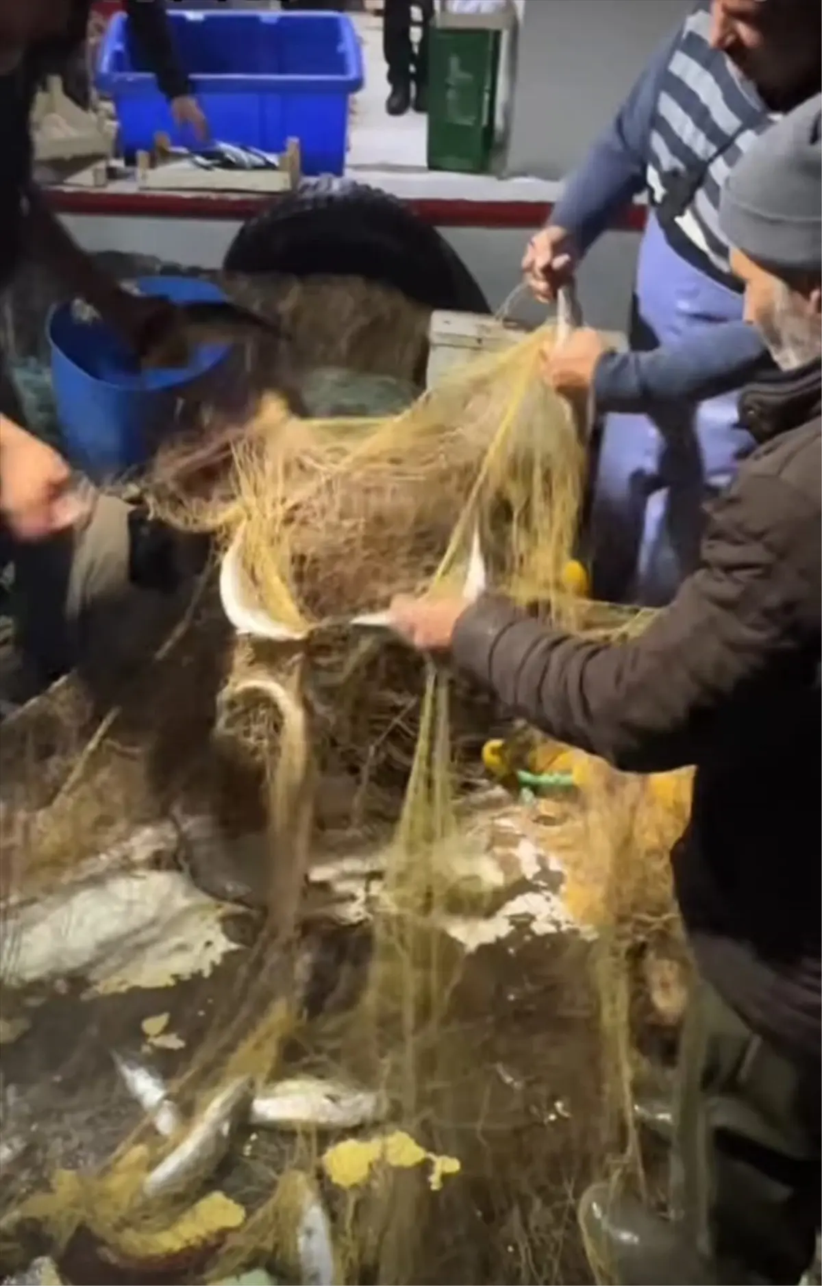 İğneada\'da Palamut Bolluğu