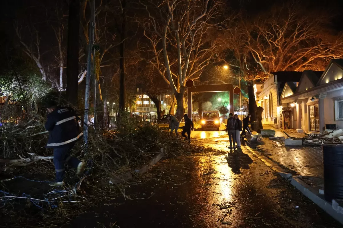 Şiddetli Rüzgar Ağaç Devirtti