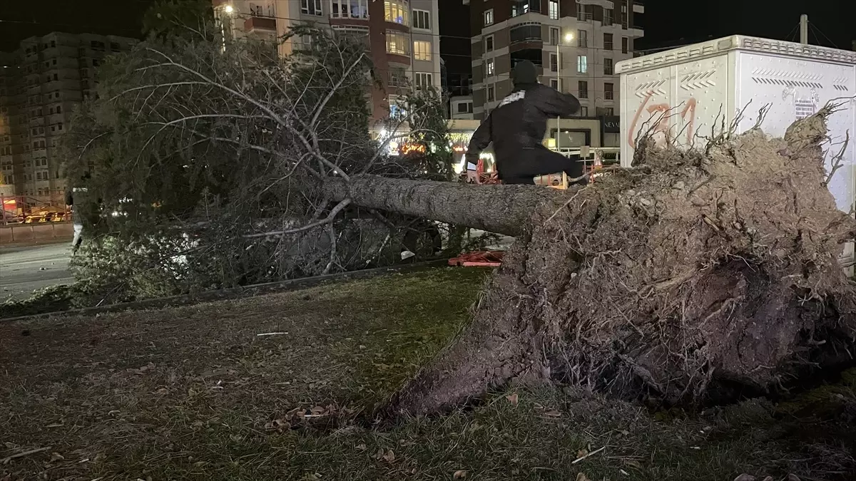 Rüzgar, otomobili ağaçla ezdi