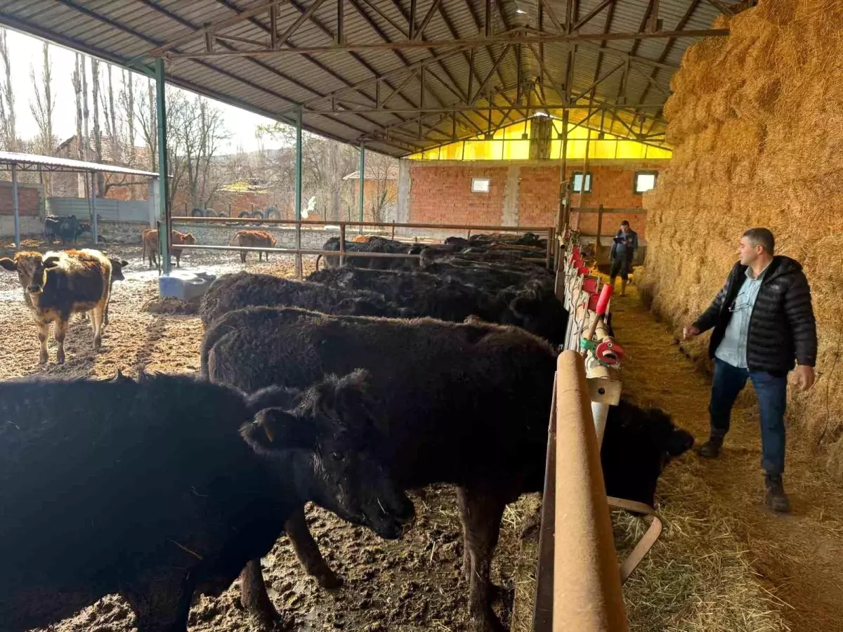 Kütahya\'da Hayvan Kontrolleri Gerçekleştirildi