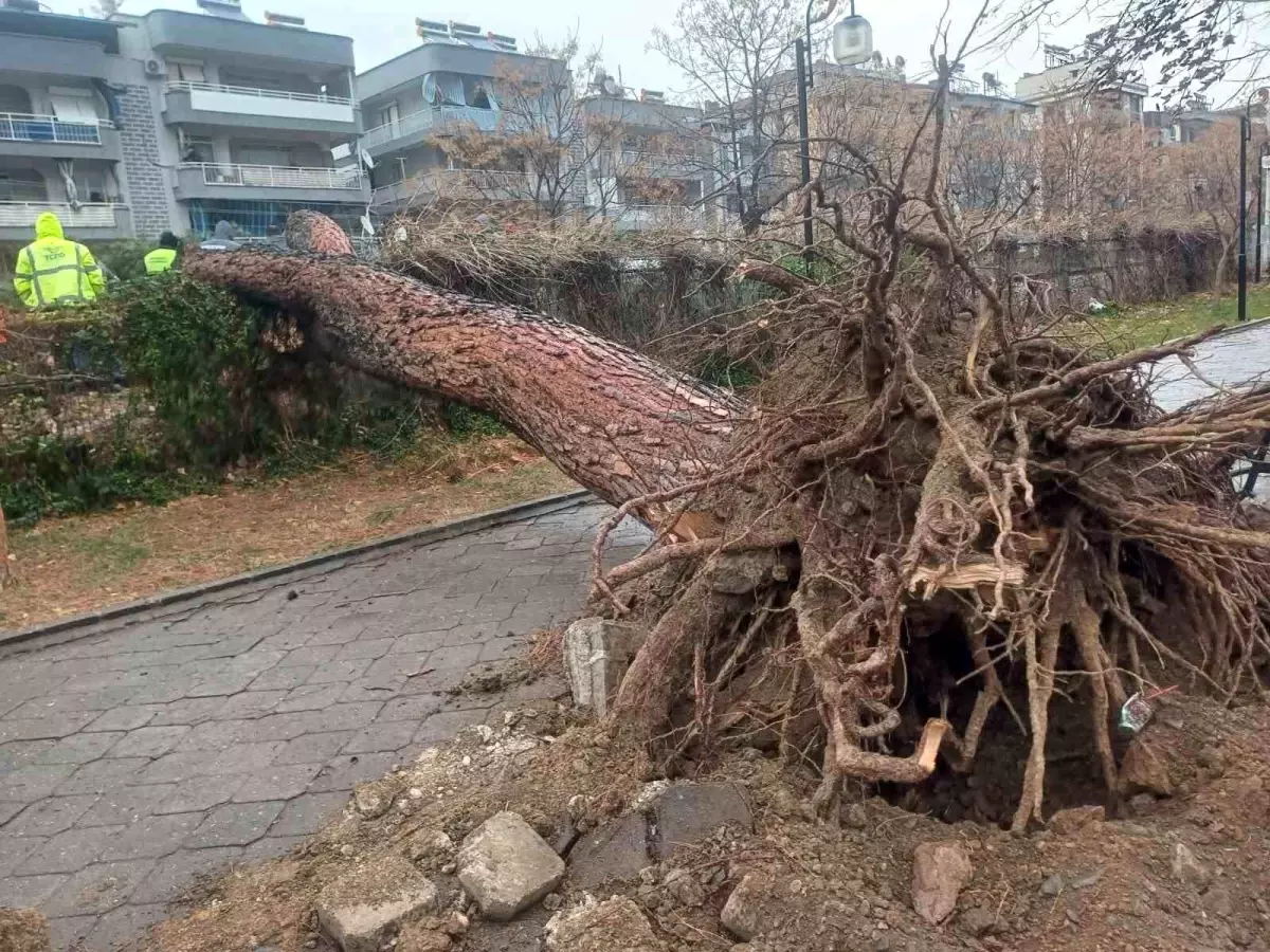 Salihli\'yi fırtına vurdu, ağaçlar devrildi, çatılar uçtu