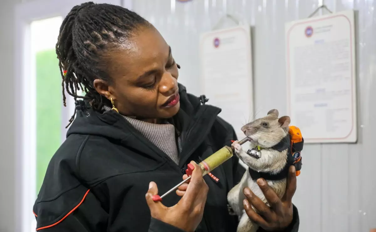 Kahraman Fareler Projesi Antalya\'da Başladı