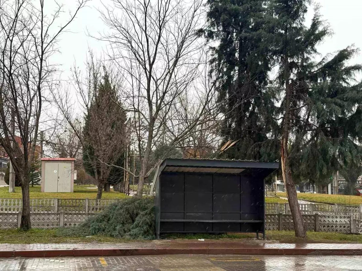 Tavşanlı\'da şiddetli rüzgar ağaç devirdi