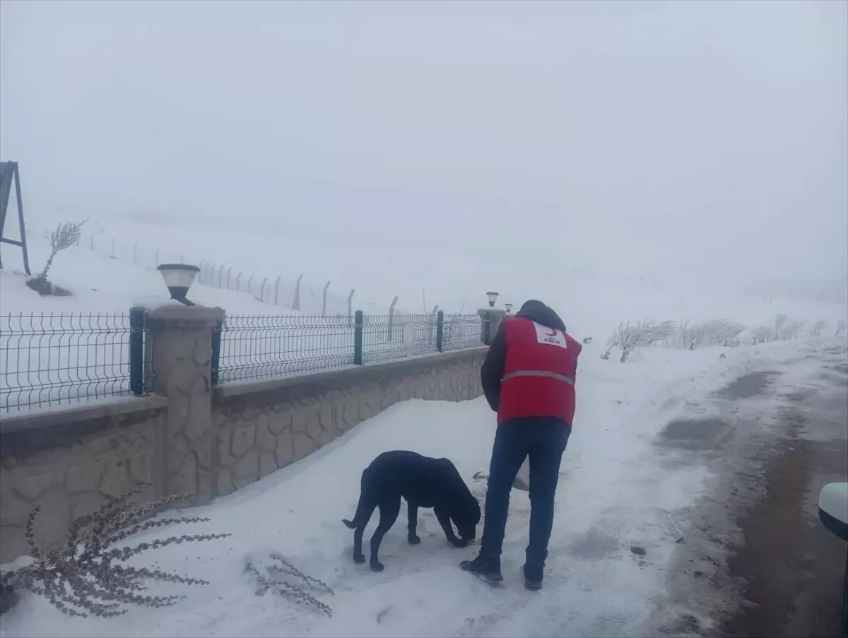 Kızılay\'dan Sahipsiz Hayvanlara Yardım