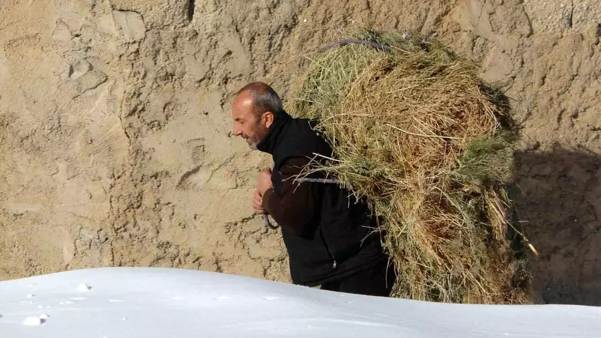 Çatak\'ta Besiciler Kışın Zorluklarına Rağmen Hayvanlarını besliyor